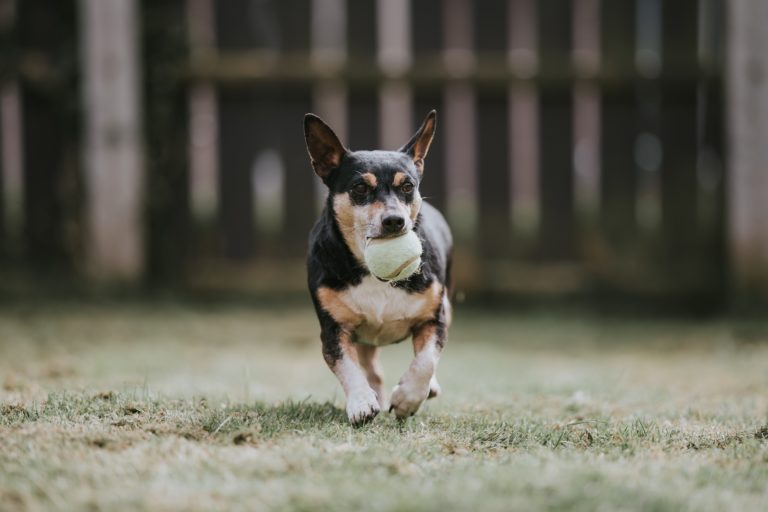 Do robotic lawn mowers and dog in-ground fences work together