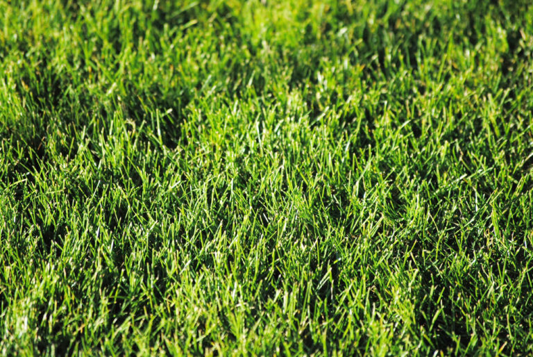 New sod: What you need to consider with a robotic mower