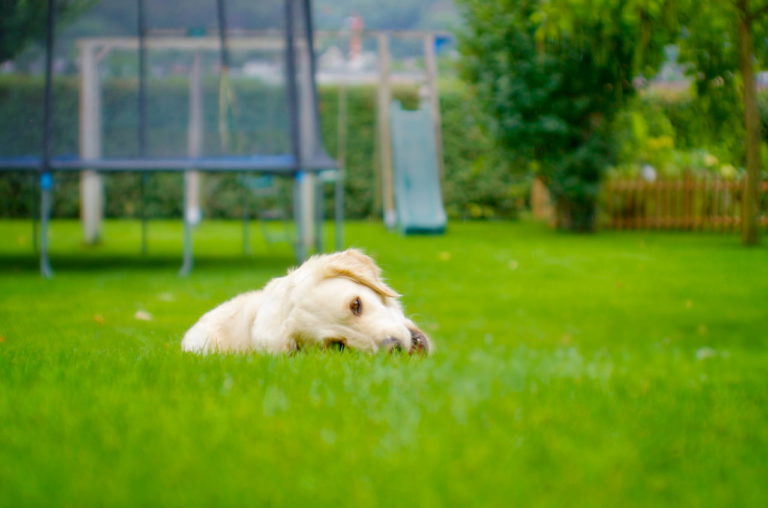 Are Robotic Mowers Dangerous for Pets